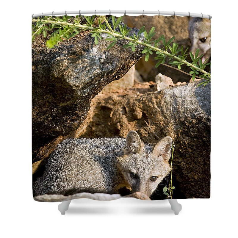 Baby Gray Fox Shower Curtain featuring the photograph Preparing to Pounce by Michael Dougherty