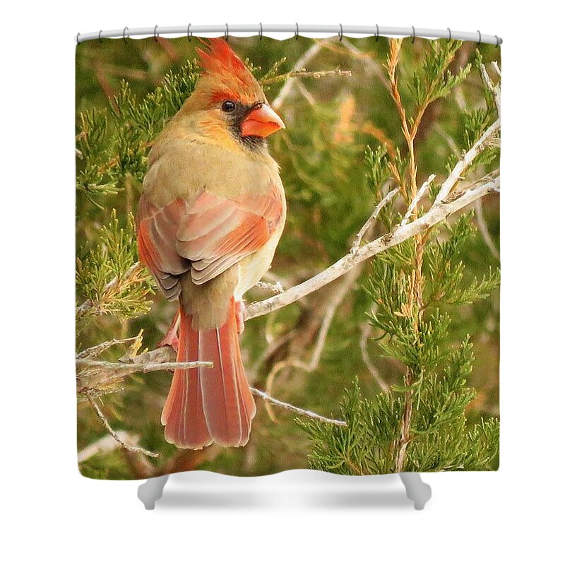 Cardinals Shower Curtain featuring the photograph Pretty As A Picture by Lori Frisch