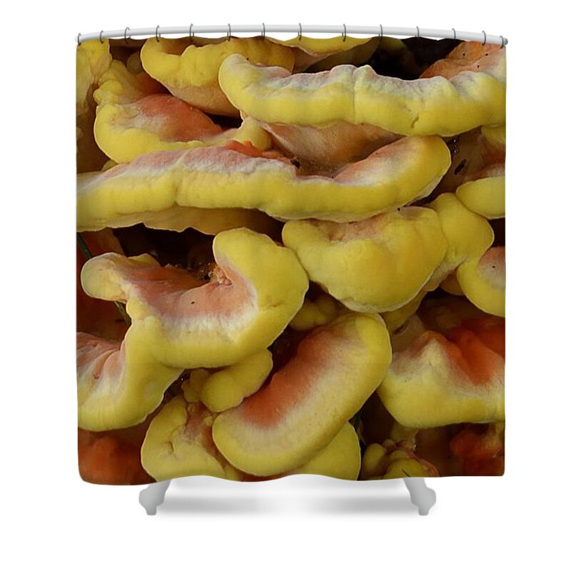 High Virginia Images Shower Curtain featuring the photograph Pretty Chicken by Randy Bodkins