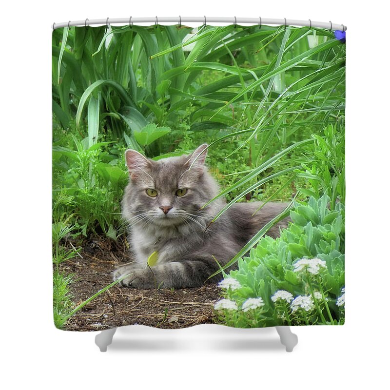 Cat Shower Curtain featuring the photograph Pretty Kitty - Charlie - Cat by MTBobbins Photography