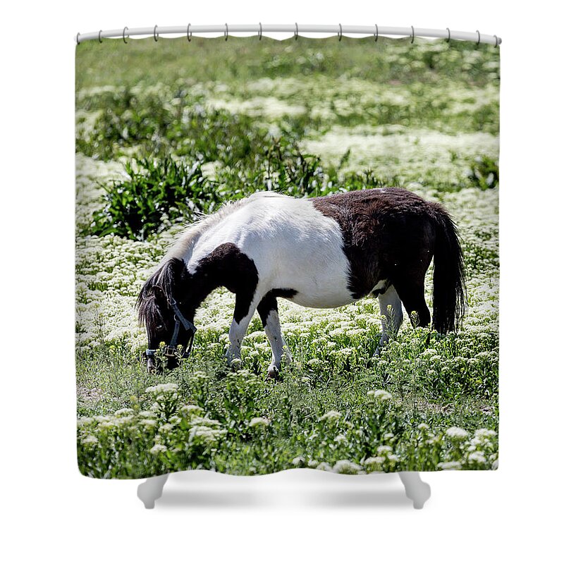 Pony Shower Curtain featuring the photograph Pretty Painted Pony by James BO Insogna