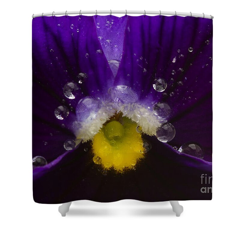 Pansy Shower Curtain featuring the photograph Pretty Pansy by Ian Mitchell
