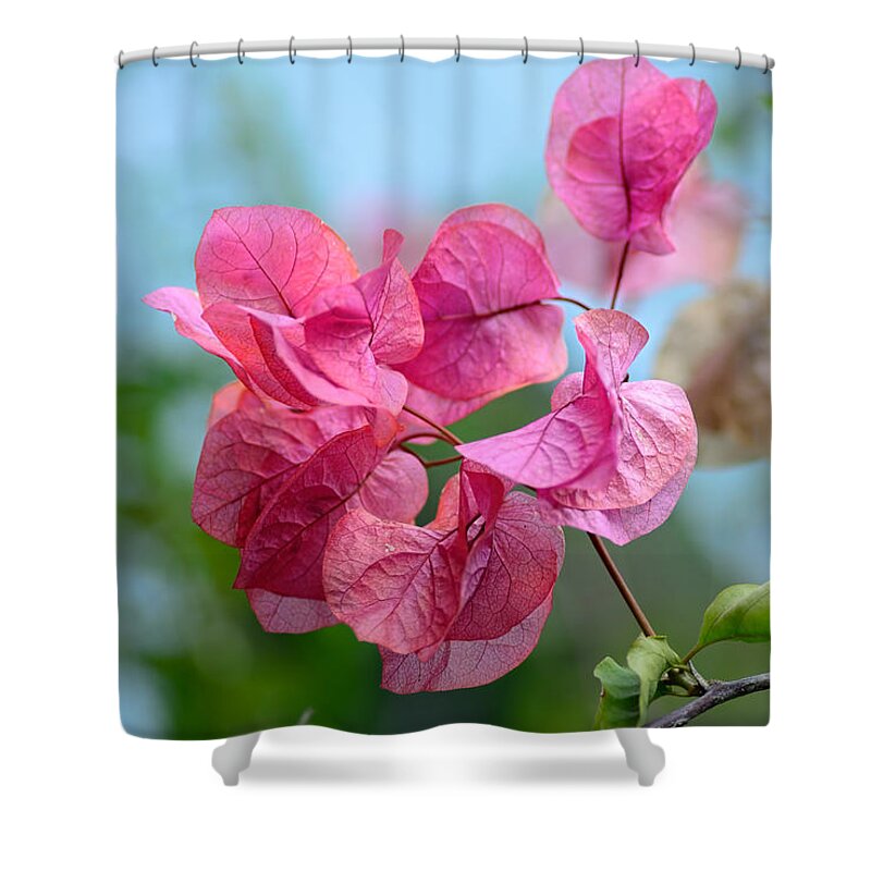 Photography Shower Curtain featuring the photograph Pretty Pink Bougainvillea by Kaye Menner by Kaye Menner