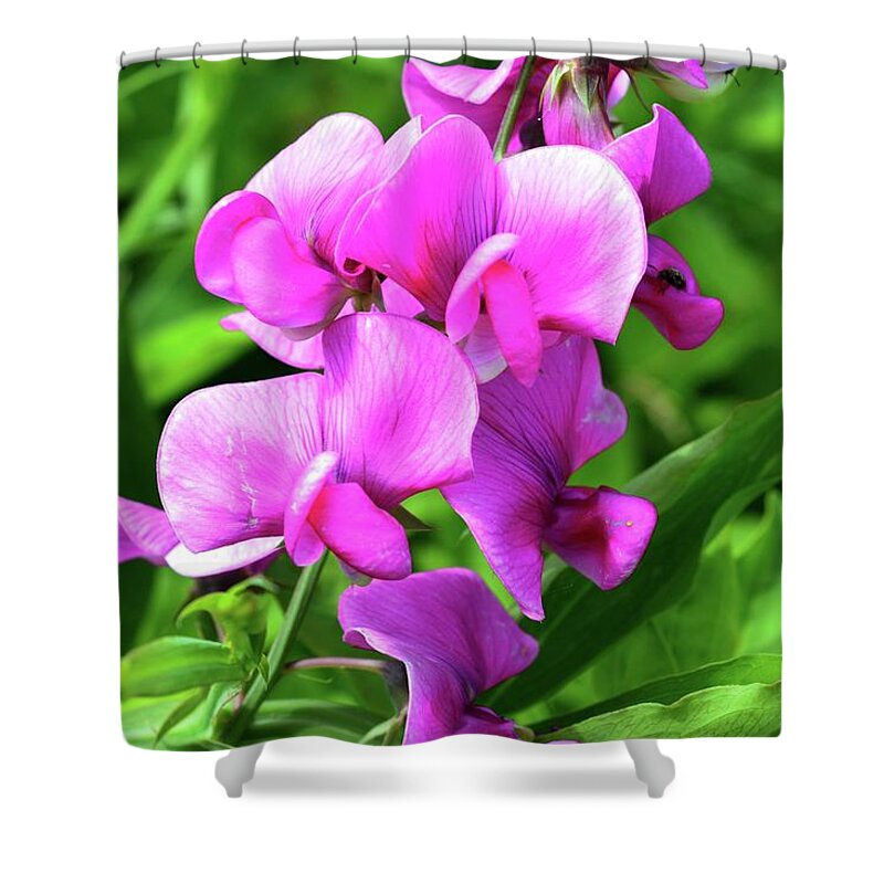 Nature Shower Curtain featuring the photograph Pretty Pink Sweetpea by Lyle Crump