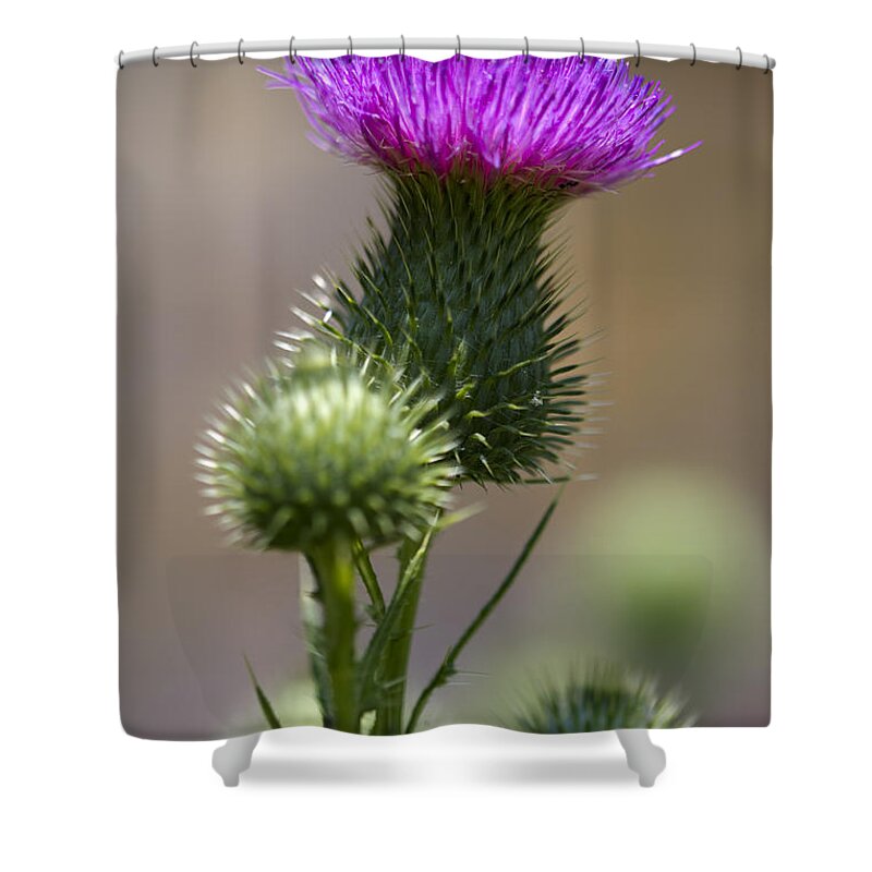Cirsium Vulgare Shower Curtain featuring the photograph Prickley Bull Thistle Wildflowers - Cirsium vulgare by Kathy Clark