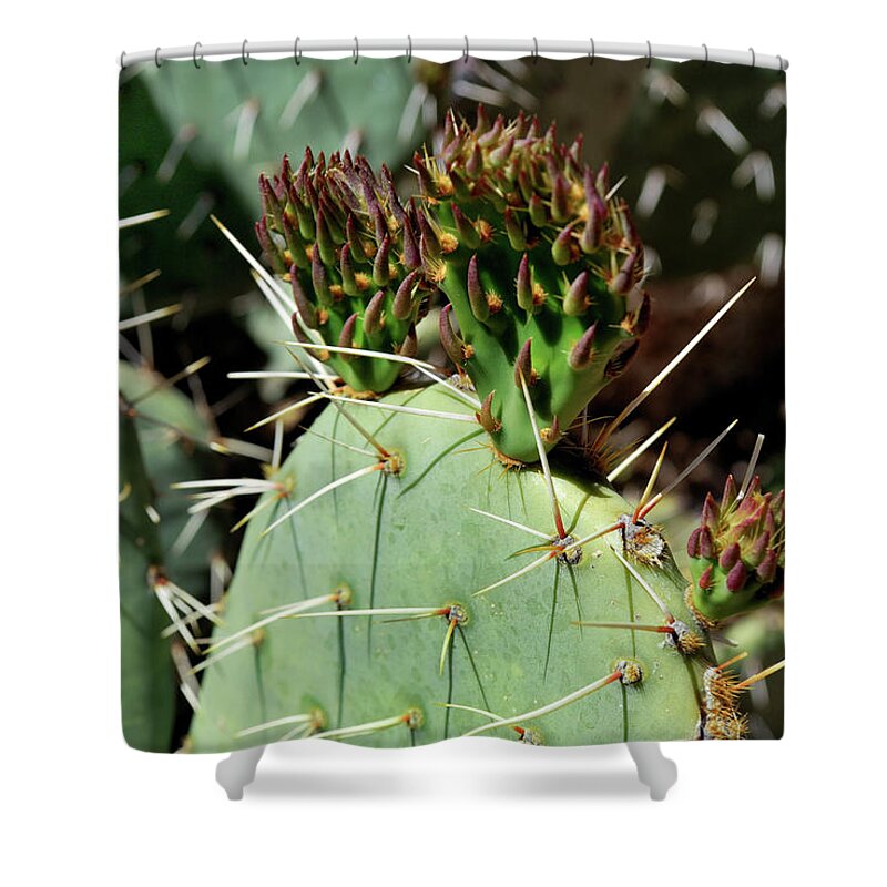 Nature Shower Curtain featuring the photograph Prickly Pear Buds by Ron Cline