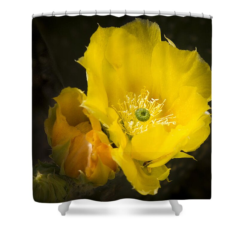 Cactus Flower Shower Curtain featuring the photograph Prickly Pear Cactus Bloom by Jean Noren