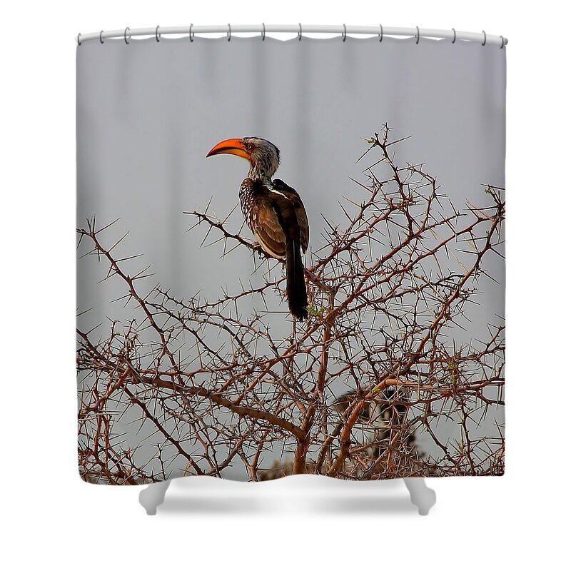 Hornbill Shower Curtain featuring the photograph Prickly Perch by Stacie Gary