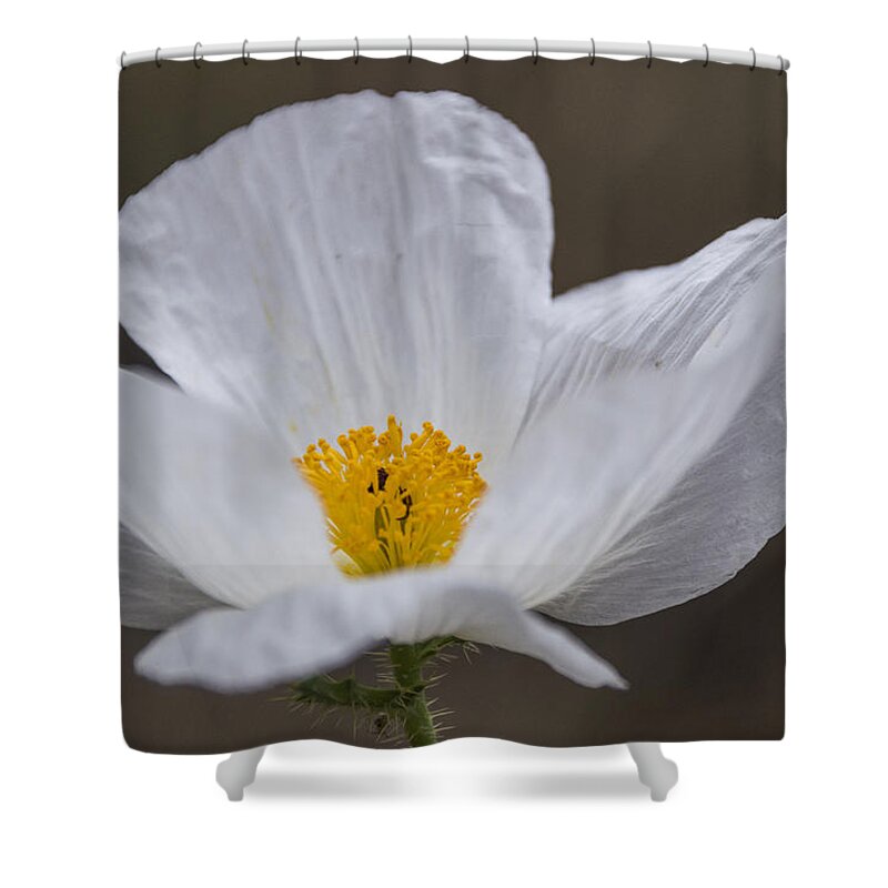Prickly Poppy Shower Curtain featuring the photograph Prickly Poppy by Laura Pratt