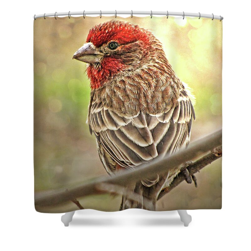 Nature Shower Curtain featuring the photograph Prince by Debbie Portwood