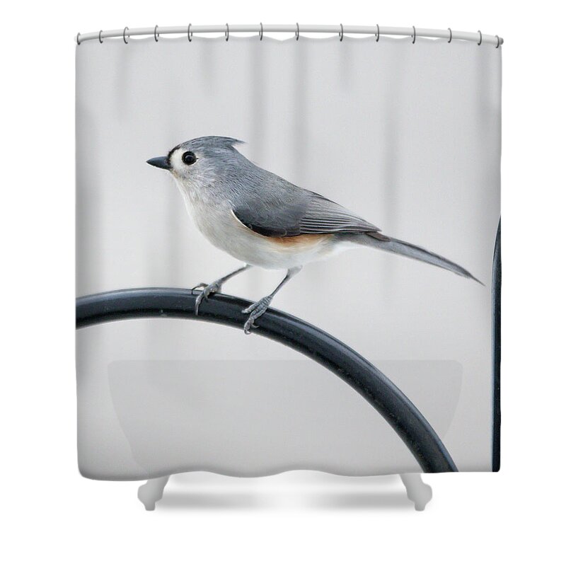 Bird Shower Curtain featuring the photograph Profile of a Tufted Titmouse by Darryl Hendricks