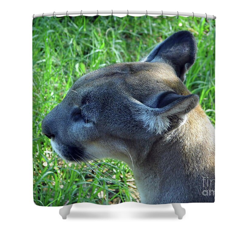 Panther Shower Curtain featuring the photograph Profile Of Yuma by D Hackett