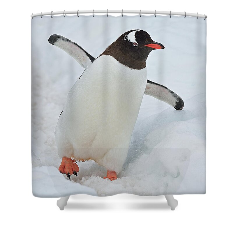 Gentoo Penguin Shower Curtain featuring the photograph Progressive by Tony Beck
