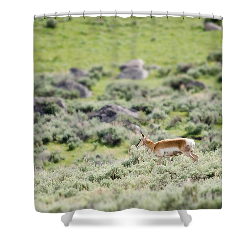 Pronghorn Shower Curtain featuring the photograph Pronghorn in Yellowstone by Crystal Wightman