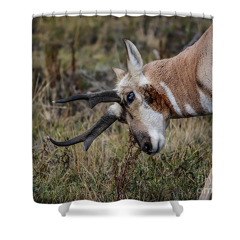 Pronghorn Shower Curtain featuring the photograph Pronghorn No.2 by John Greco