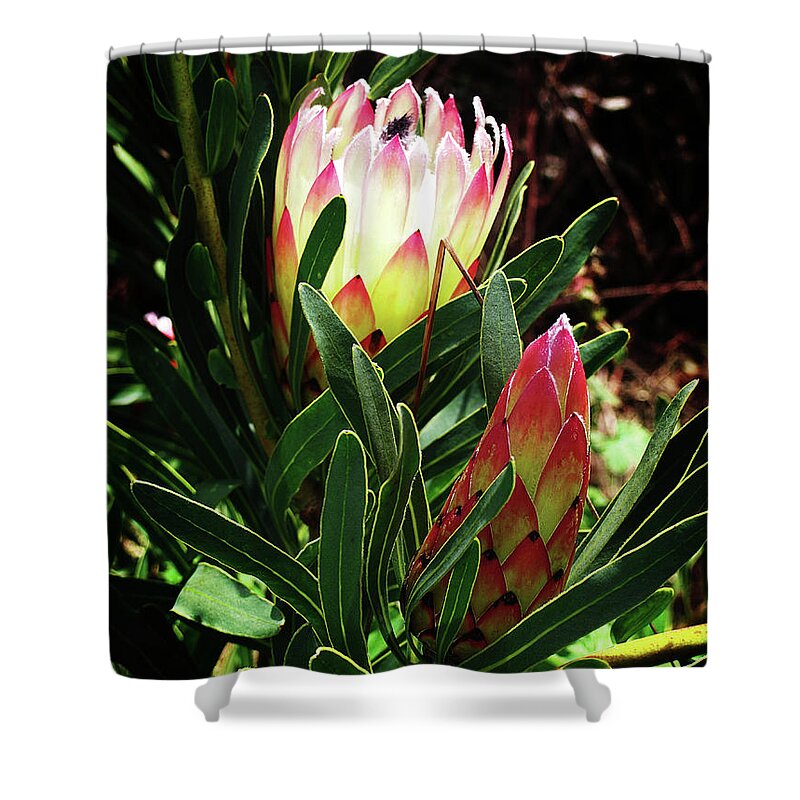 Africa Shower Curtain featuring the photograph Protea Flower 3 by Xueling Zou