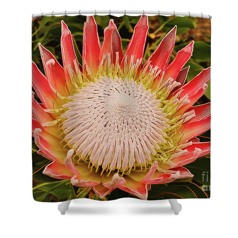 Protea Shower Curtain featuring the photograph Protea I by Cassandra Buckley