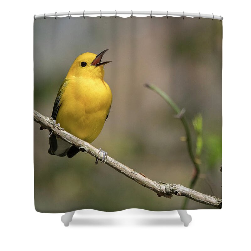 Prothonotary Warbler Shower Curtain featuring the photograph Prothonotary Warbler singing by Jack Nevitt