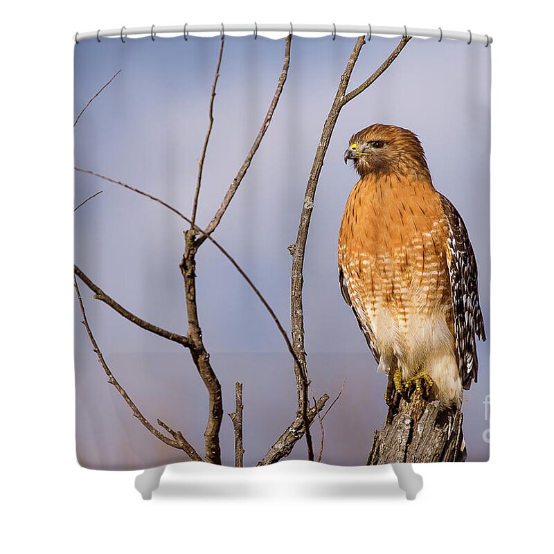 Wildlife Shower Curtain featuring the photograph Proud Profile by Charles Hite