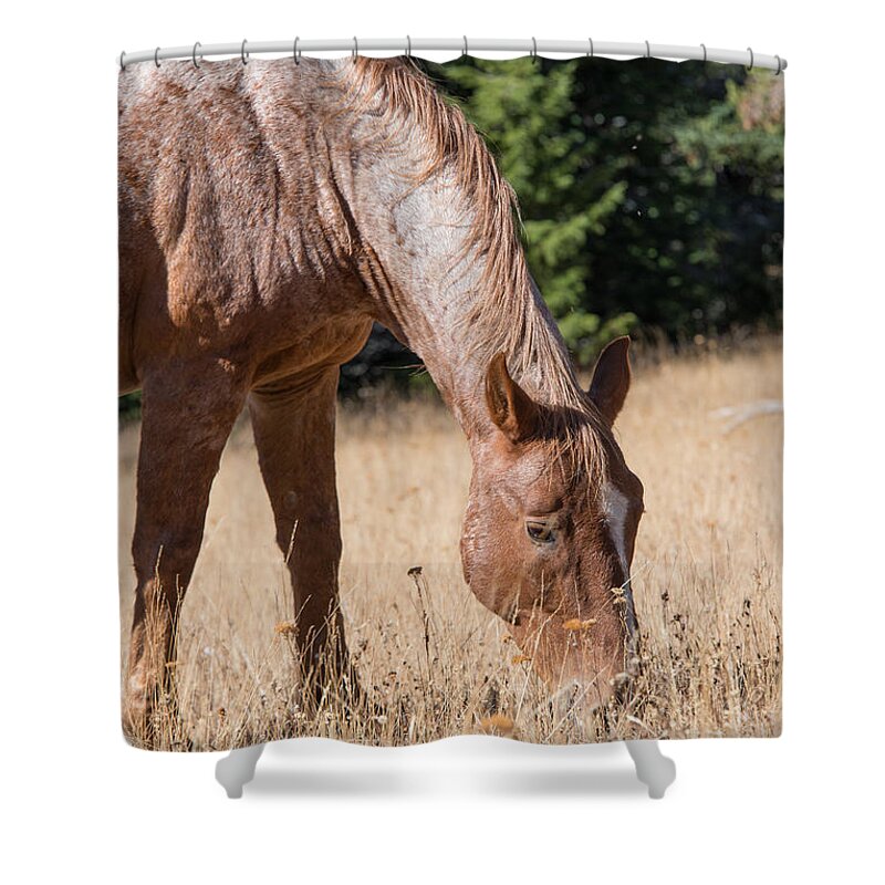 2015 Shower Curtain featuring the photograph Pryor Mountain Wild Mustang by Bert Peake