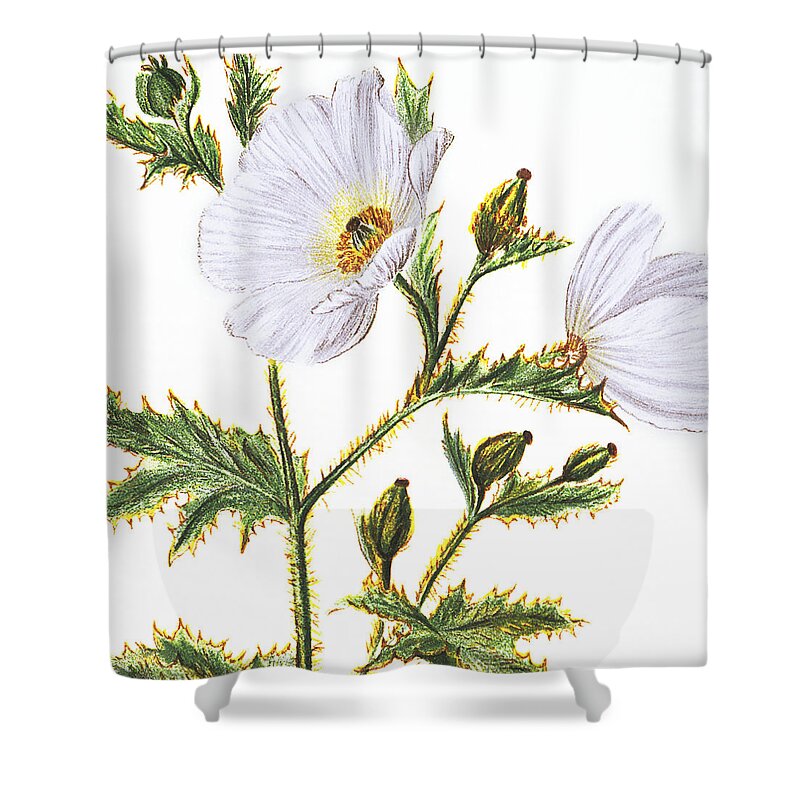 1885 Shower Curtain featuring the painting Pua Kala by Hawaiian Legacy Archive - Printscapes