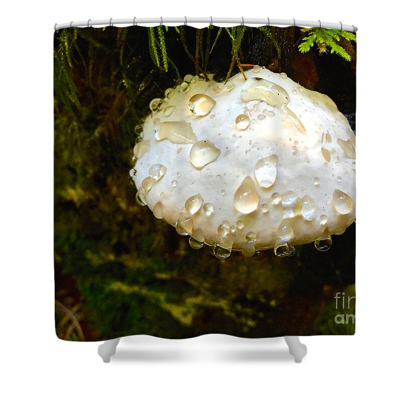 Photography Shower Curtain featuring the photograph Puff Ball by Sean Griffin