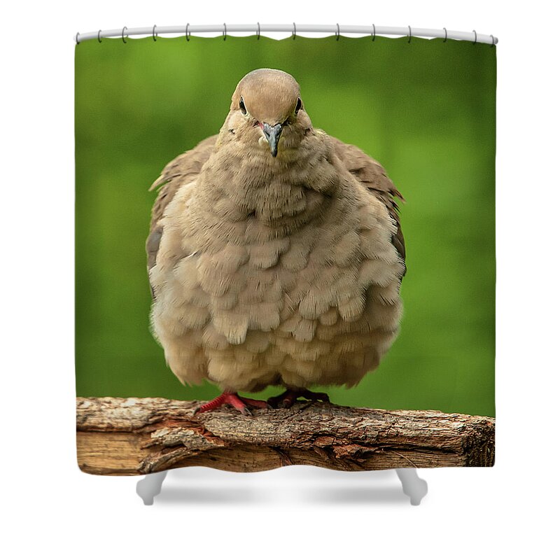 Alexandria Shower Curtain featuring the photograph Puffed Dove by Jim Moore