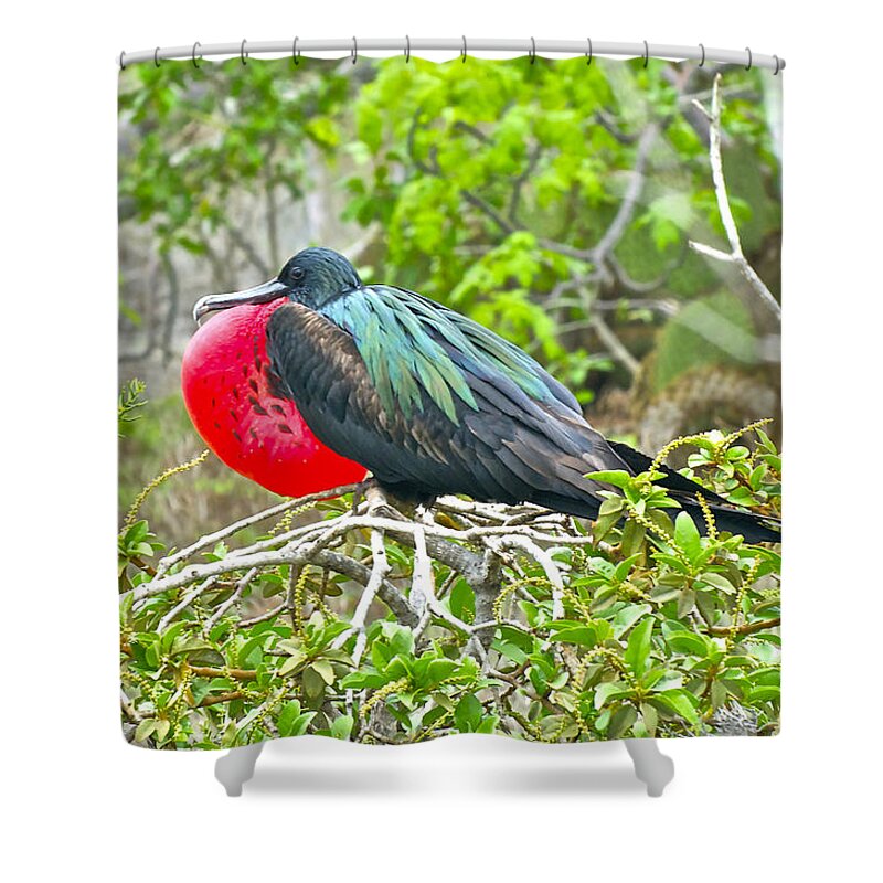 Frigate Bird Shower Curtain featuring the photograph Puffing Up When Courting by Don Mercer