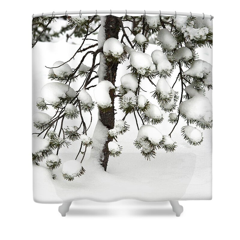 White Shower Curtain featuring the photograph Puffs by Marilyn Hunt