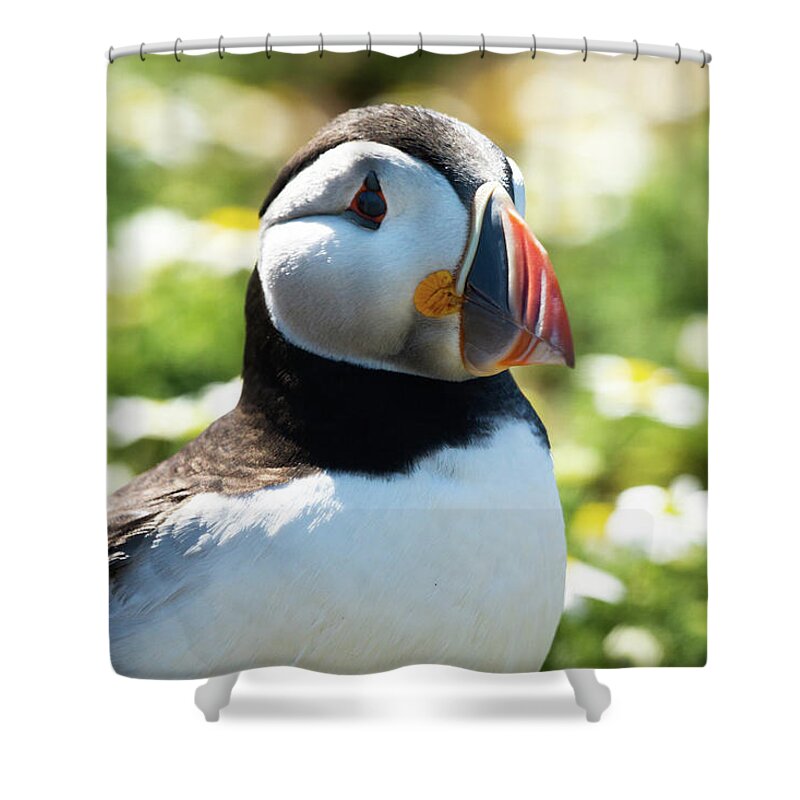  Shower Curtain featuring the photograph Puffy Puffin by Framing Places