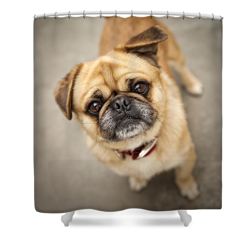 Dog Shower Curtain featuring the photograph Pug dog 2 by Mike Santis