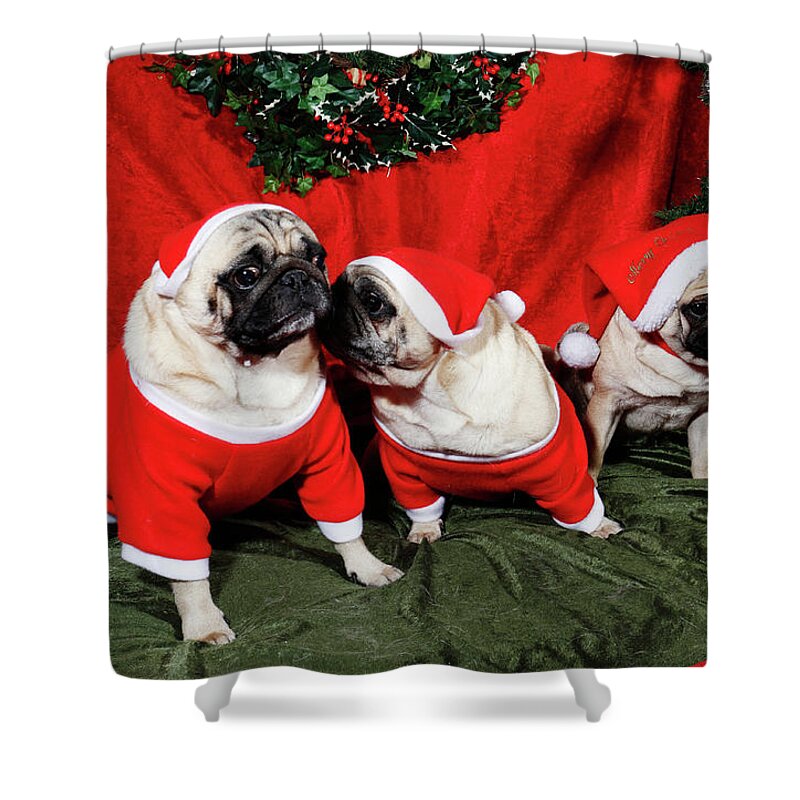 Pug Shower Curtain featuring the photograph Pugs Dressed As Father-christmas by Christian Lagereek