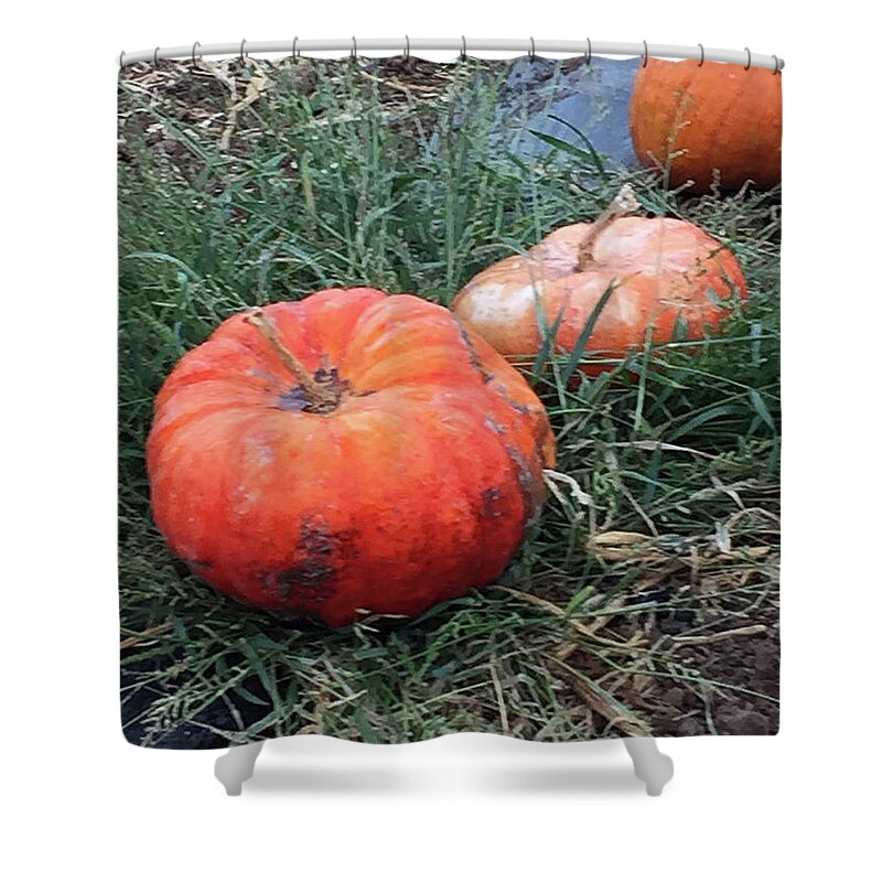 Pumpkins Shower Curtain featuring the photograph Pumpkins in a Row by Portraits By NC