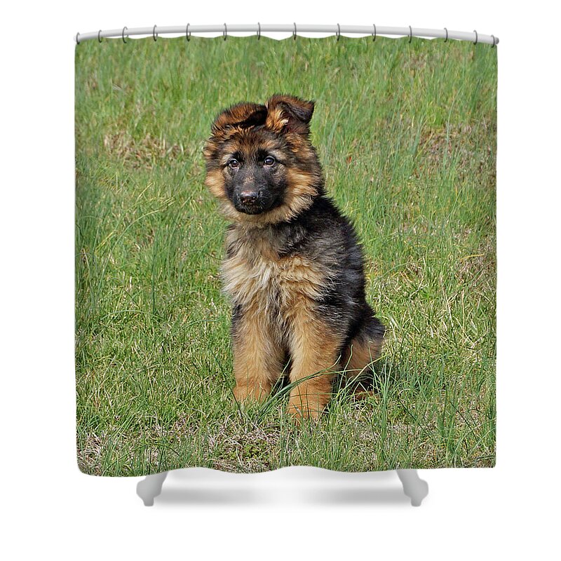 German Shepherd Shower Curtain featuring the photograph Puppy Halo by Sandy Keeton