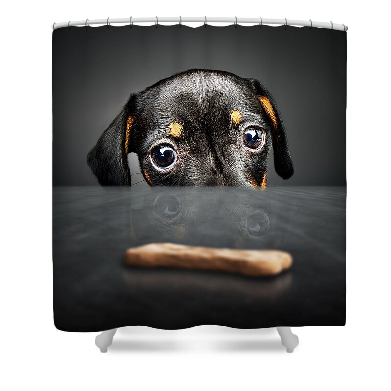 Puppy Shower Curtain featuring the photograph Puppy longing for a treat by Johan Swanepoel