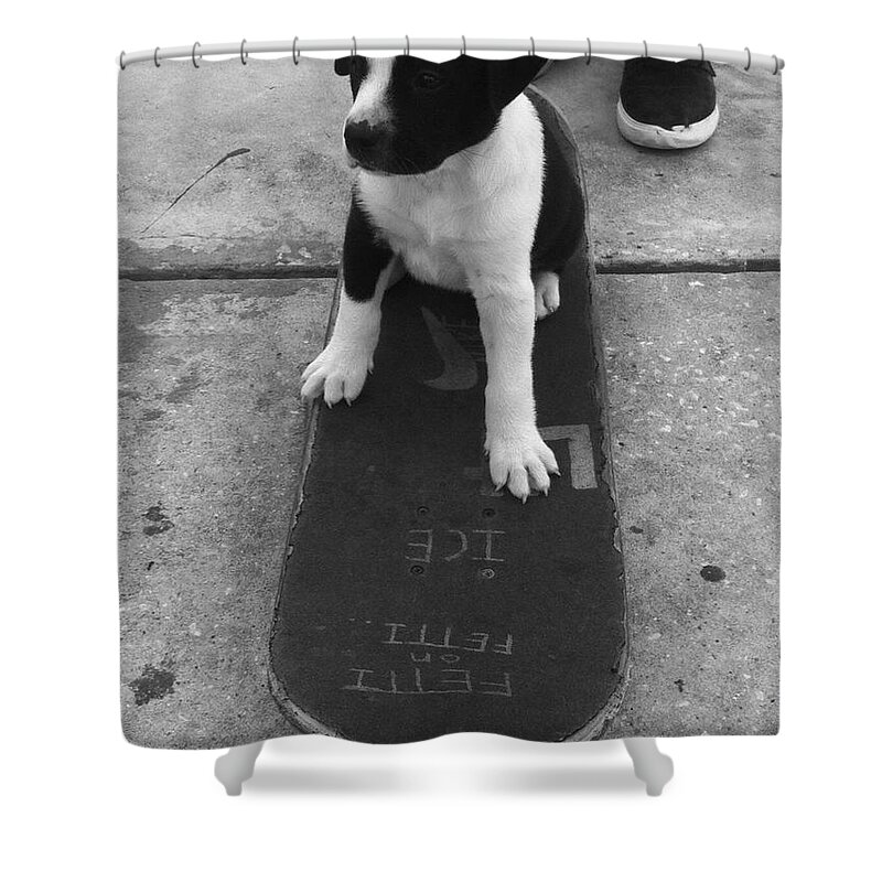 Puppy Shower Curtain featuring the photograph Puppy skater by WaLdEmAr BoRrErO