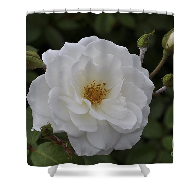 White Shower Curtain featuring the photograph Pure Love by Bridgette Gomes