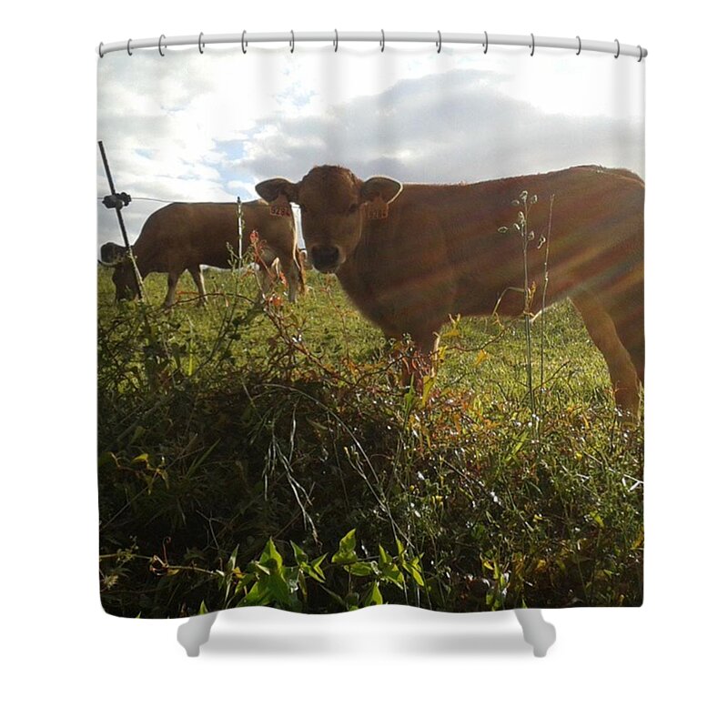 Animals Shower Curtain featuring the photograph Pure Morning by Lidia Apostol