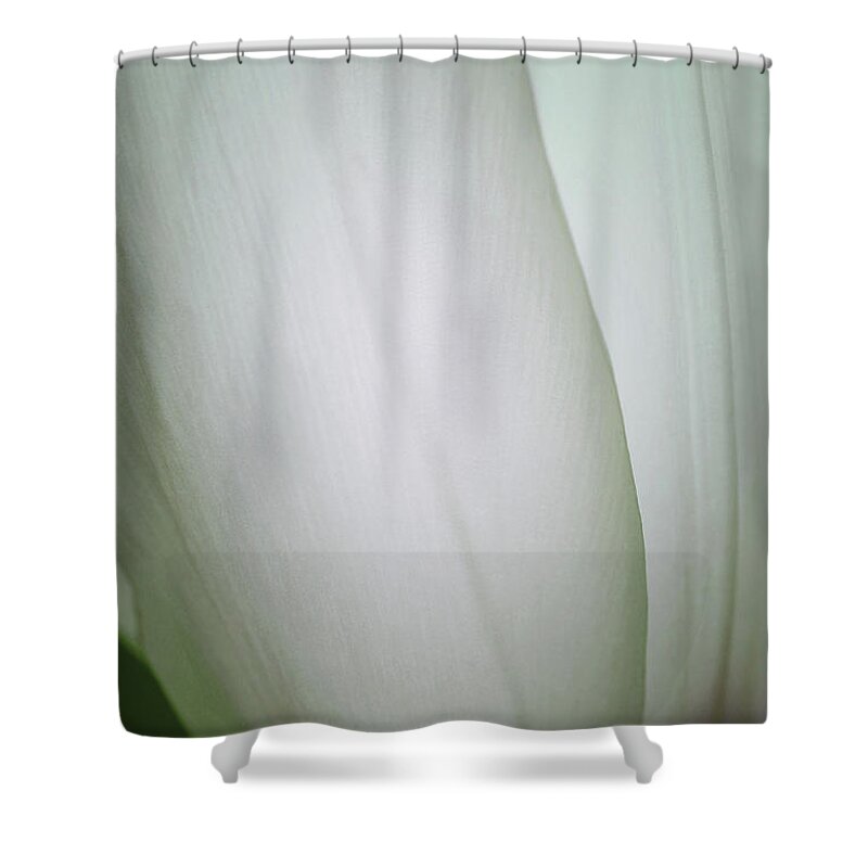 White Tulips Shower Curtain featuring the photograph Pure Serenity by The Art Of Marilyn Ridoutt-Greene
