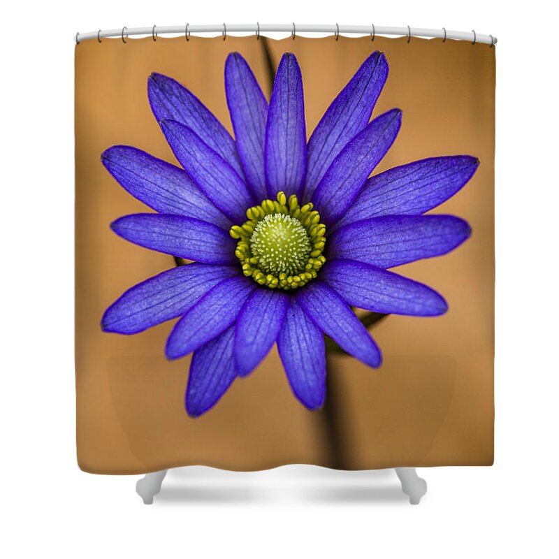 Anemone Shower Curtain featuring the photograph Purple Anemone by Steven Schwartzman