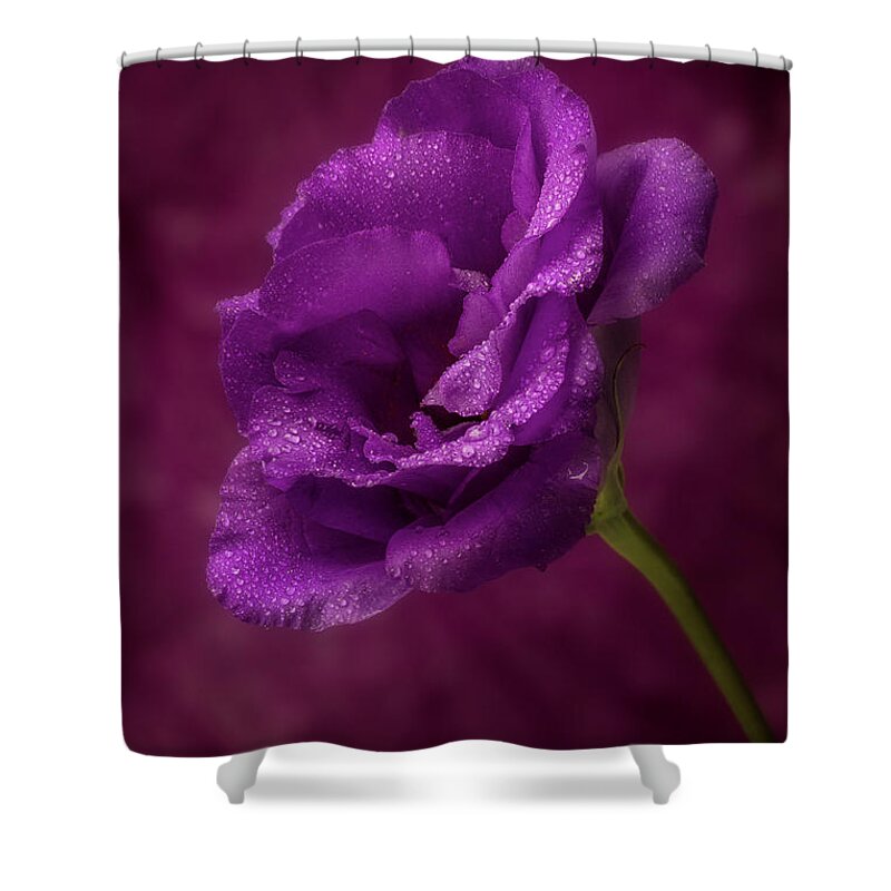 Flowers Shower Curtain featuring the photograph Purple Blossom with morning dew by Garry McMichael