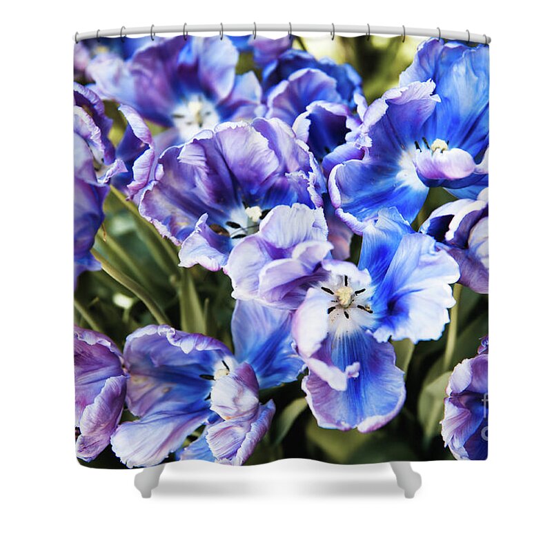 Purple Shower Curtain featuring the photograph Purple blue tulips blooming abstract by Arletta Cwalina