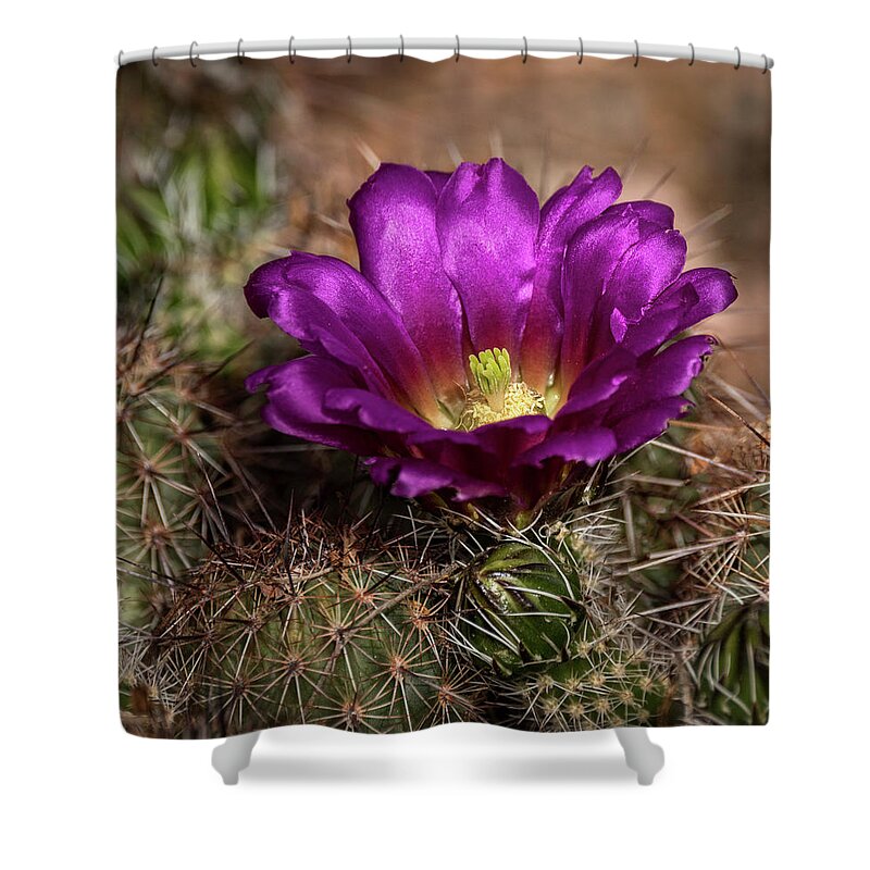 Purple Cactus Flower Shower Curtain featuring the photograph Purple Cactus Flower by Saija Lehtonen