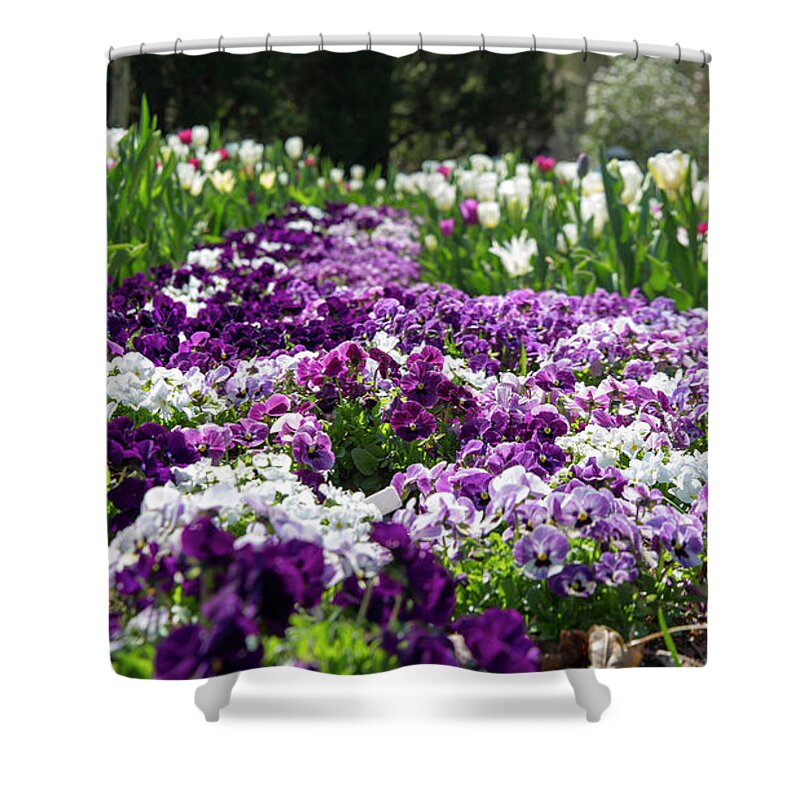 Flowers Shower Curtain featuring the photograph Purple carpet by Agnes Caruso