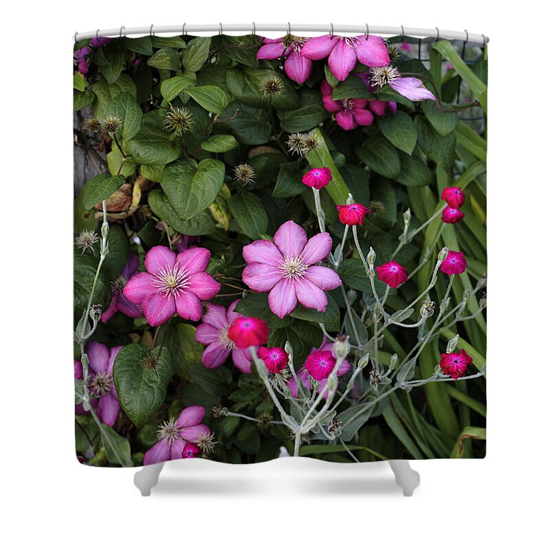 Blossom Shower Curtain featuring the photograph Purple Clematis and Rose Campion by William Kuta