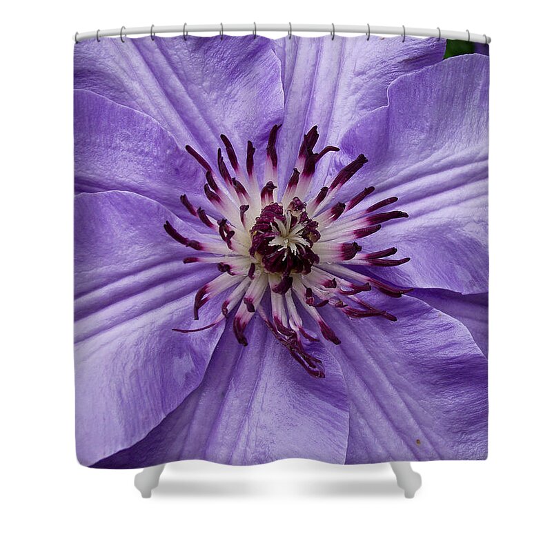 Flowers Shower Curtain featuring the photograph Purple Clematis Blossom by Louis Dallara