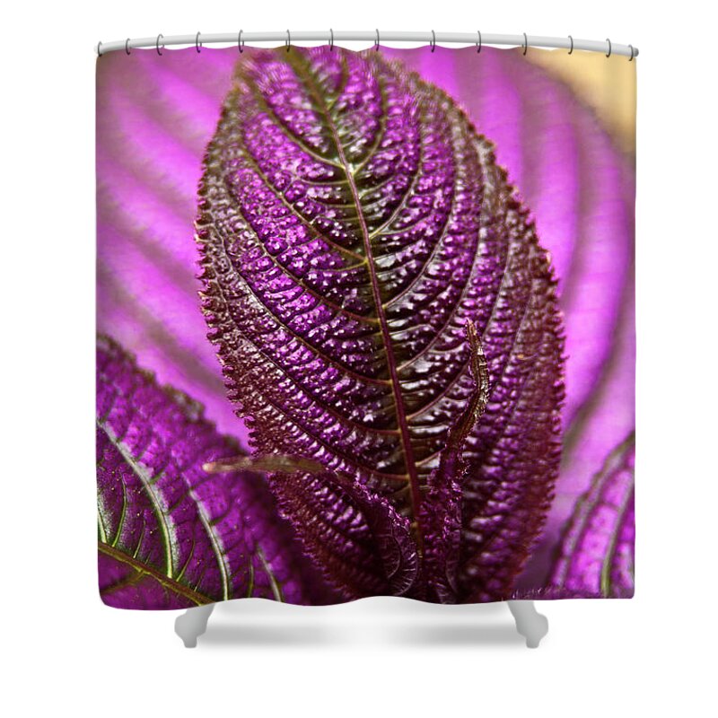 Coleus Shower Curtain featuring the photograph Purple Coleus by Carolyn Marshall