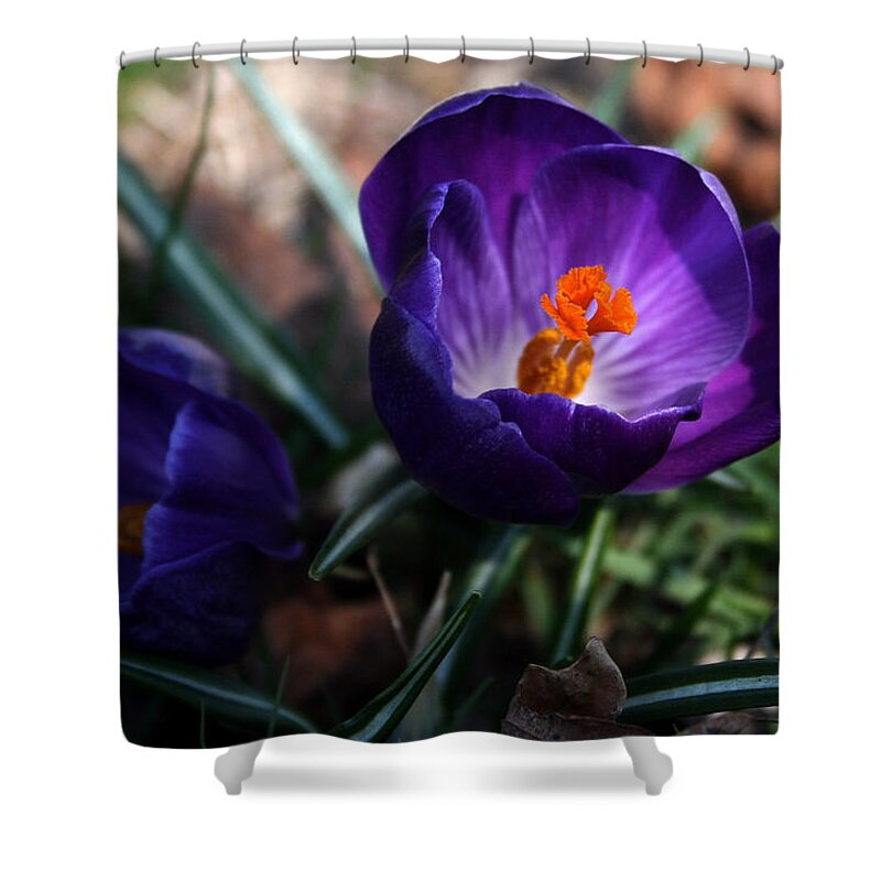 Flower Shower Curtain featuring the photograph Purple Crocus by Karen Harrison Brown