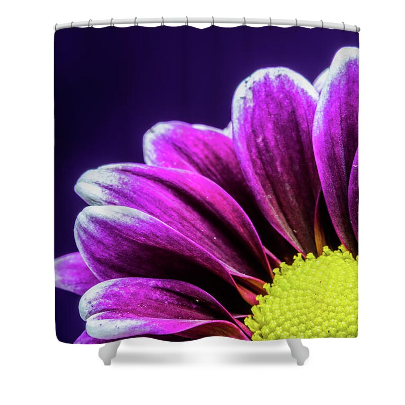 Daisy Shower Curtain featuring the photograph Purple Daisy Being Shy by Tammy Ray