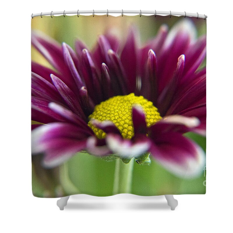 Wall Art Shower Curtain featuring the photograph Purple Daisy by Kelly Holm